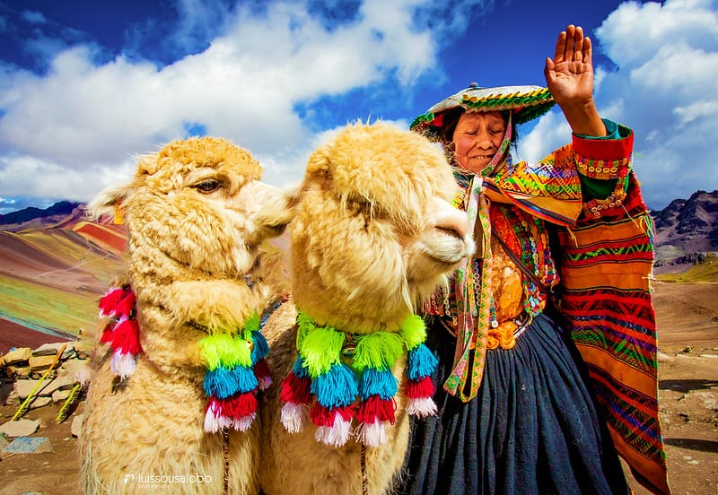 Alpacas of Peru